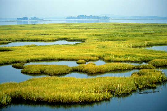 Study Shows Wetlands Can Significantly Reduce Property Damage