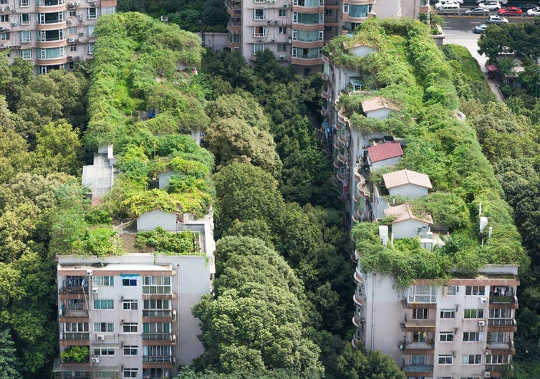 Working With Nature Can Help Us Build Greener Cities Instead Of Urban Slums