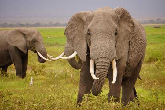 How Did Elephants Evolve Such A Large Brain? Climate Change Is Part Of The Answer