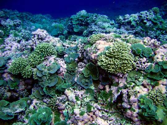 Biodiversity Helps Coral Reefs Thrive – And Could Be Part Of Strategies To Save Them