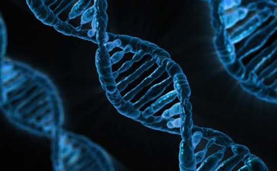 How Much Do Our Genes Restrict Free Will?