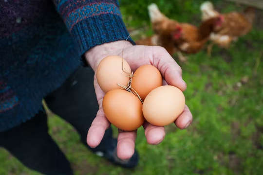 photo of an open hand holding some eggs