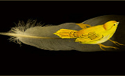 small yellow bird standing on a big bird feather