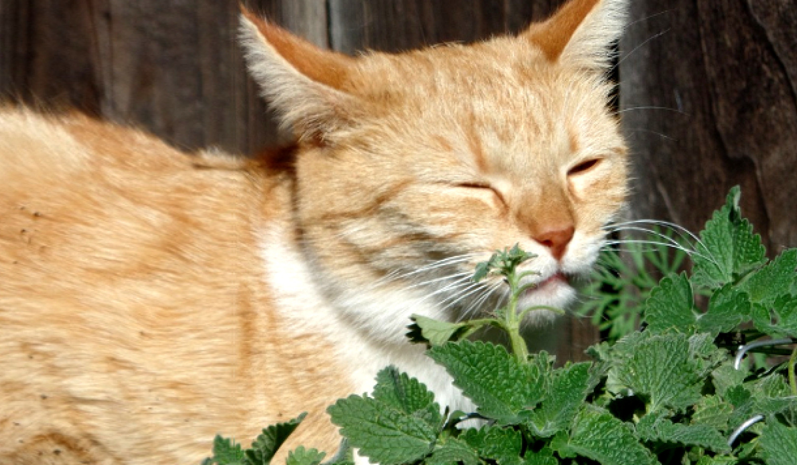 A Natural Bug Repellent Recipe: Even Your Cat Might Like It